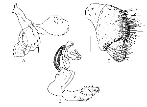  ( - DIP125950)  @11 [ ] Copyright (2014) Hong-Wei Chen South China Agricultural University, Department of Entomology