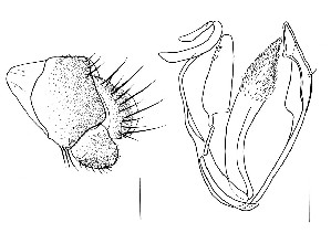  (Leucophenga magnipalpis - DIP128031)  @11 [ ] Copyright (2014) Hong-Wei Chen South China Agricultural University, Department of Entomology