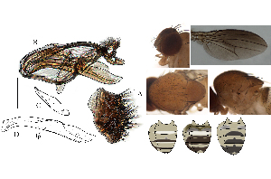  (Leucophenga alafumosa - DIP128532)  @11 [ ] Copyright (2017) Hong-Wei Chen South China Agricultural University, Department of Entomology