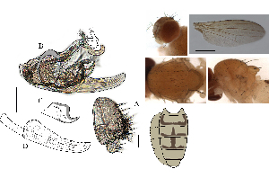  (Leucophenga sorii - DIP129117)  @11 [ ] Copyright (2017) Hong-Wei Chen South China Agricultural University, Department of Entomology