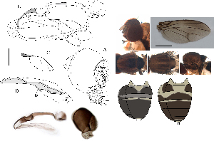  (Leucophenga varinervis - DIP128427)  @11 [ ] Copyright (2017) Hong-Wei Chen South China Agricultural University, Department of Entomology