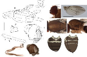  (Leucophenga fuscipalpula - DIP128455)  @11 [ ] Copyright (2017) Hong-Wei Chen South China Agricultural University, Department of Entomology