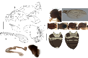  (Leucophenga spinifera - DIP128392)  @11 [ ] Copyright (2017) Hong-Wei Chen South China Agricultural University, Department of Entomology