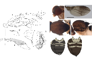  (Leucophenga brevitabulata - DIP128460)  @11 [ ] Copyright (2017) Hong-Wei Chen South China Agricultural University, Department of Entomology