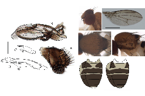  (Leucophenga setipalpis - DIP128476)  @11 [ ] Copyright (2017) Hong-Wei Chen South China Agricultural University, Department of Entomology