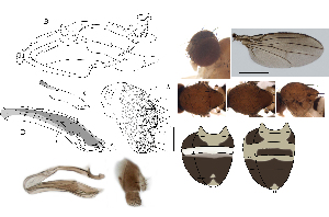  (Leucophenga glabtabulata - DIP128732)  @11 [ ] Copyright (2017) Hong-Wei Chen South China Agricultural University, Department of Entomology