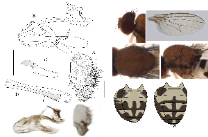  (Leucophenga hyaloptera - DIP128733)  @11 [ ] Copyright (2017) Hong-Wei Chen South China Agricultural University, Department of Entomology