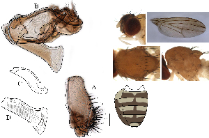  (Leucophenga platypyga - DIP128965)  @11 [ ] Copyright (2017) Hong-Wei Chen South China Agricultural University, Department of Entomology