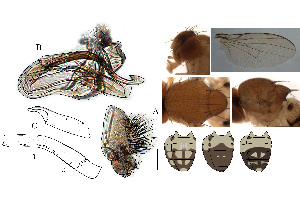  (Leucophenga helvipecta - DIP128594)  @11 [ ] Copyright (2017) Hong-Wei Chen South China Agricultural University, Department of Entomology