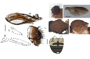  (Leucophenga delta - DIP128553)  @11 [ ] Copyright (2017) Hong-Wei Chen South China Agricultural University, Department of Entomology