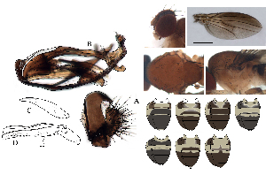  (Leucophenga valvata - DIP128712)  @11 [ ] Copyright (2017) Hong-Wei Chen South China Agricultural University, Department of Entomology