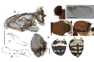  (Leucophenga forcipula - DIP128580)  @11 [ ] Copyright (2017) Hong-Wei Chen South China Agricultural University, Department of Entomology