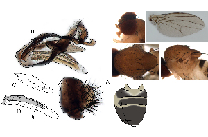  (Leucophenga brevipenis - DIP128605)  @11 [ ] Copyright (2017) Hong-Wei Chen South China Agricultural University, Department of Entomology