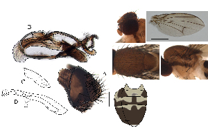  (Leucophenga zebrina - DIP128616)  @11 [ ] Copyright (2017) Hong-Wei Chen South China Agricultural University, Department of Entomology