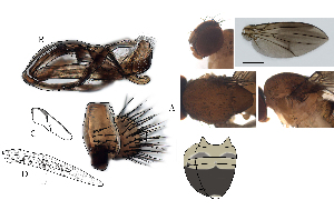  (Leucophenga oxyptera - DIP128615)  @11 [ ] Copyright (2017) Hong-Wei Chen South China Agricultural University, Department of Entomology