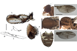  (Leucophenga acantha - DIP128583)  @11 [ ] Copyright (2017) Hong-Wei Chen South China Agricultural University, Department of Entomology