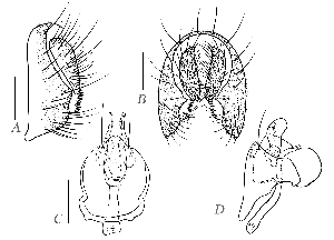  (Scaptodrosophila scutellimargo - DIP128196)  @11 [ ] Copyright (2015) Hong-Wei Chen South China Agricultural University, Department of Entomology