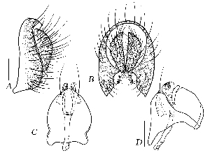  (Scaptodrosophila melanogaster - DIP128213)  @11 [ ] Copyright (2015) Hong-Wei Chen South China Agricultural University, Department of Entomology