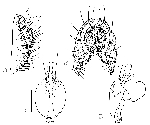  (Scaptodrosophila parabrunnea - DIP128222)  @11 [ ] Copyright (2015) Hong-Wei Chen South China Agricultural University, Department of Entomology