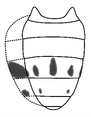  ( - DIP128762)  @11 [ ] Copyright (2015) Hong-Wei Chen South China Agricultural University, Department of Entomology