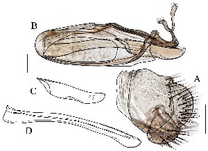  ( - DIP128756)  @11 [ ] Copyright (2015) Hong-Wei Chen South China Agricultural University, Department of Entomology