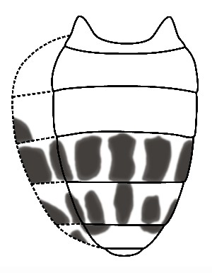  ( - DIP128783)  @11 [ ] Copyright (2015) Hong-Wei Chen South China Agricultural University, Department of Entomology