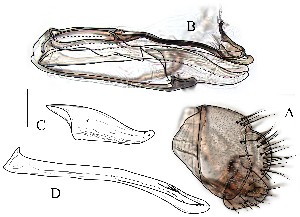  (Leucophenga bicuspidata - DIP128783)  @12 [ ] Copyright (2015) Hong-Wei Chen South China Agricultural University, Department of Entomology