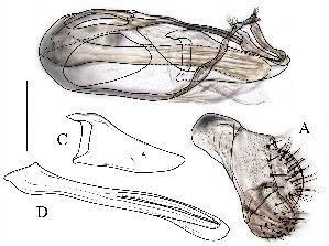  (Leucophenga longipenis - DIP128809)  @12 [ ] Copyright (2015) Hong-Wei Chen South China Agricultural University, Department of Entomology