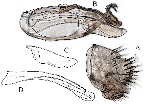  (Leucophenga fuscivena - DIP128787)  @12 [ ] Copyright (2015) Hong-Wei Chen South China Agricultural University, Department of Entomology