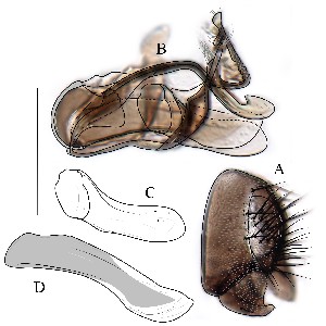  ( - DIP128893)  @11 [ ] Copyright (2016) Hong-Wei Chen South China Agricultural University, Department of Entomology