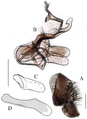  (Leucophenga acuticauda - DIP128866)  @12 [ ] Copyright (2016) Hong-Wei Chen South China Agricultural University, Department of Entomology