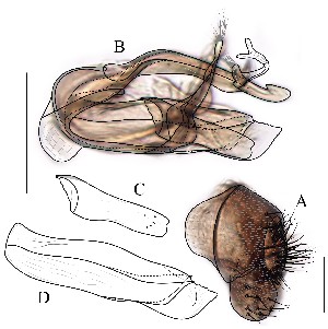  (Leucophenga fuscipedes - DIP128940)  @12 [ ] Copyright (2016) Hong-Wei Chen South China Agricultural University, Department of Entomology