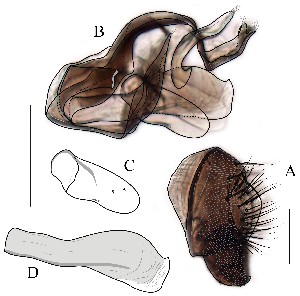  (Leucophenga latipenis - DIP128882)  @12 [ ] Copyright (2016) Hong-Wei Chen South China Agricultural University, Department of Entomology