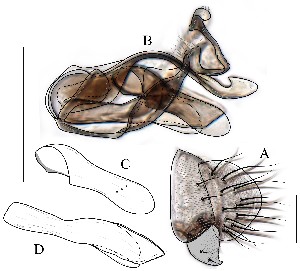  (Leucophenga magnicauda - DIP128886)  @12 [ ] Copyright (2016) Hong-Wei Chen South China Agricultural University, Department of Entomology