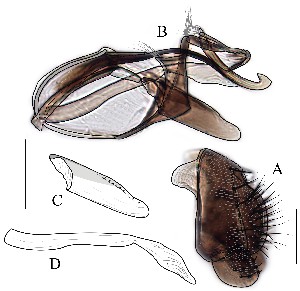  (Leucophenga rhombura - DIP129045)  @12 [ ] Copyright (2016) Hong-Wei Chen South China Agricultural University, Department of Entomology