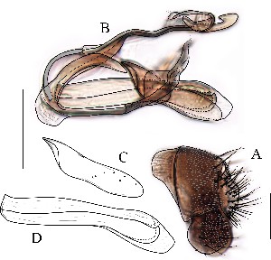  (Leucophenga nigroscutellata - DIP128957)  @12 [ ] Copyright (2016) Hong-Wei Chen South China Agricultural University, Department of Entomology