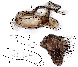  (Leucophenga formosa - DIP128919)  @12 [ ] Copyright (2016) Hong-Wei Chen South China Agricultural University, Department of Entomology