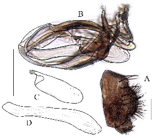  (Leucophenga flaviclypeata - DIP128999)  @12 [ ] Copyright (2016) Hong-Wei Chen South China Agricultural University, Department of Entomology