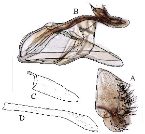  ( - DIP129015)  @11 [ ] Copyright (2016) Hong-Wei Chen South China Agricultural University, Department of Entomology