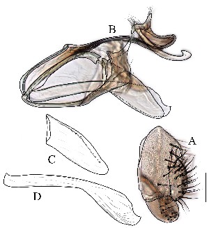  ( - DIP129028)  @11 [ ] Copyright (2016) Hong-Wei Chen South China Agricultural University, Department of Entomology