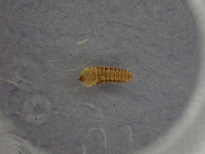  ( - 2017_2_806_CCCLXVII)  @11 [ ] CreativeCommons - Attribution Non-Commercial Share-Alike (2023) Karin T. Burghardt University of Maryland