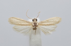  ( - BEA004)  @11 [ ] CreativeCommons - Attribution Share-Alike (2025) Unspecified Royal Belgian Institute of Natural Sciences