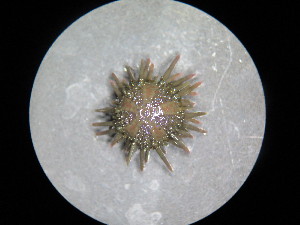  (Arbacia stellata - TEJ3046_Aste)  @11 [ ] by-nc-sa (2016) Invemar Invemar-BEM