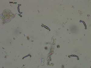  (Holothuria glaberrima - EQU4408(1)_Hgla)  @11 [ ] by-nc-sa (2020) INVEMAR INVEMAR-BEM