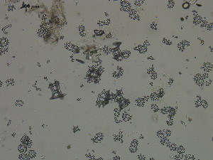  ( - EQU4402(2)_Hgri)  @11 [ ] by-nc-sa (2020) INVEMAR INVEMAR-BEM