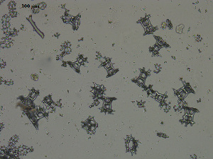  ( - EQU4402(2)_Hgri)  @11 [ ] by-nc-sa (2020) INVEMAR INVEMAR-BEM