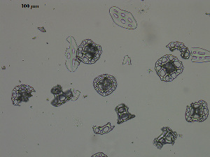  (Holothuria parvula - EQU4399(2)_Hpar)  @11 [ ] by-nc-sa  INVEMAR INVEMAR-BEM