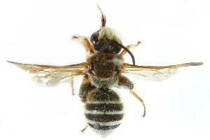  ( - 06711B07-KEN)  @13 [ ] CreativeCommons - Attribution (2016) CBG Photography Group Centre for Biodiversity Genomics