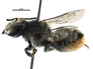  (Megachile frontalis - 06747F12-ZAF)  @15 [ ] CreativeCommons - Attribution (2016) CBG Photography Group Centre for Biodiversity Genomics