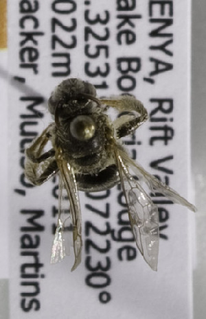  (Lasioglossum CtenoKEN8 - CCDB-15283 G01)  @13 [ ] CreativeCommons - Attribution Non-Commercial Share-Alike (2011) Packer Collection York University York University